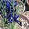 Iris Reticulata Blue