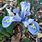 Iris Reticulata Light Blue
