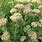 Sedum Telephium