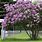 Syringa Vulgaris Lilac Tree