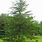 Pinus Virginiana