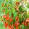 Begonia Pendula Bertinii Worthiana