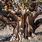 Brittlecone Pine