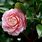 Camellia Flower