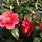 Camellia Japonica Winterhart