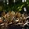 Carex Berggrenii