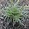 Carex Conica Snowline