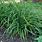 Carex Foliosissima