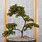 Cotoneaster Bonsai Tree