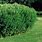 Cotoneaster Lucidus Hedge