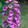 Digitalis Purpurea Plant
