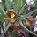 Fritillaria Crassifolia