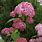 Hydrangea Pink Annabelle