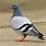 Pigeon Bird