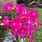 Primula Rosea Grandiflora