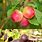 Prunus Insititia