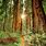 Redwood Location