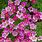 Saxifraga Flower