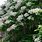 Trompetenbaum Catalpa Bignonioides