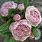 David Austin Cabbage Roses