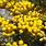 Immortelle Helichrysum
