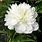Paeonia Lactiflora Jaune
