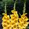 Yellow Gladiolus Plant