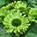Echinacea Green Flower