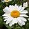 Leucanthemum Superbum