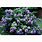 Purple Hydrangea Bush