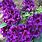 Rhododendron Flower Purple