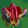 Rococo Parrot Tulip