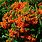 Orange Glow Pyracantha Plant