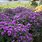 Purple Dome New England Aster