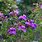 Purple Lasiandra Flowers