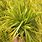 Carex Everoro