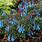 Corydalis Blue Heron Plant