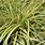 Variegated Carex