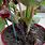 Begonia Stem Rot