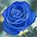 Blue Rose Painting