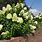 Hydrangea Arborescens Limelight