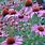 Pictures of Echinacea