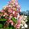 Pink Diamond Hydrangea Tree Form