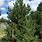 Pinus Mugo Rostrata