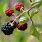 Rubus Fruit