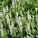 Salvia Sylvestris Schneehugel