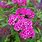 Spiraea Japonica Anthony Waterer