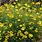 Yellow Helenium Plants