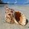 Hawaiian Conch Shell