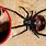 10 Most Poisonous Spiders